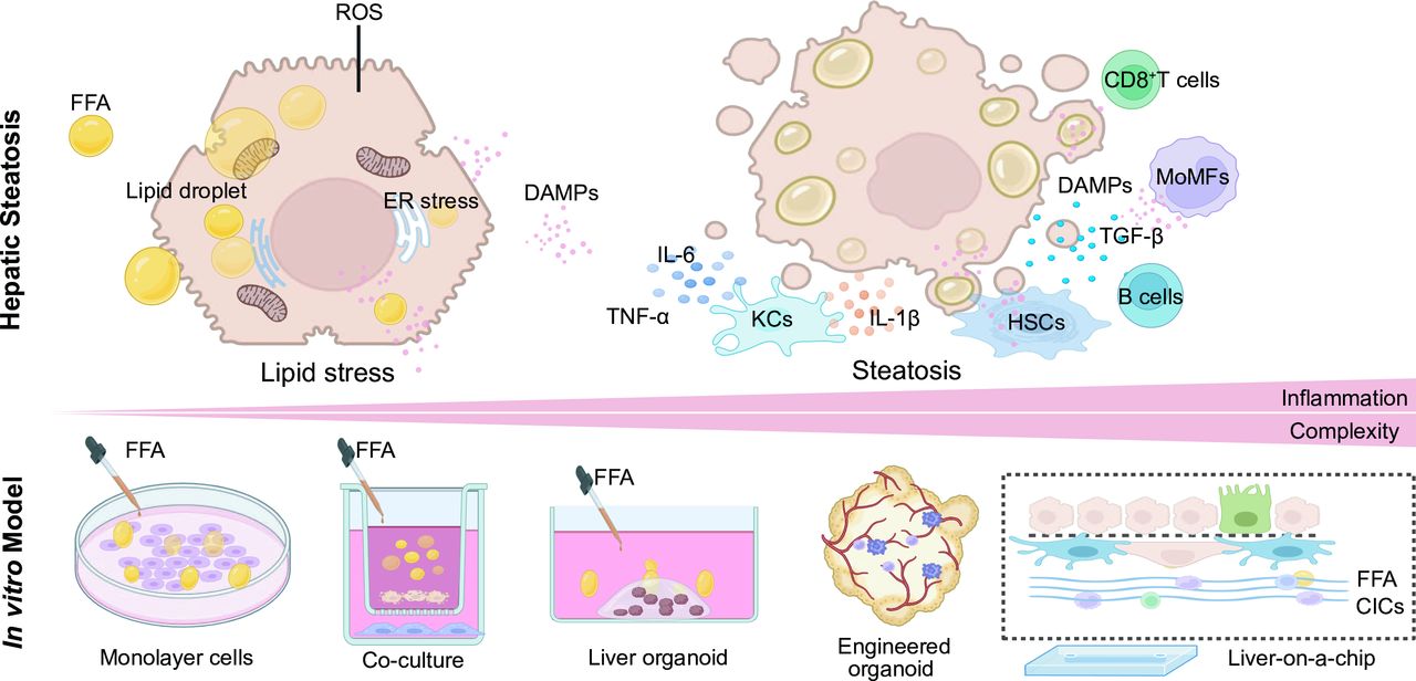 Engineering liver disease models in vitro: emerging trends and innovations 