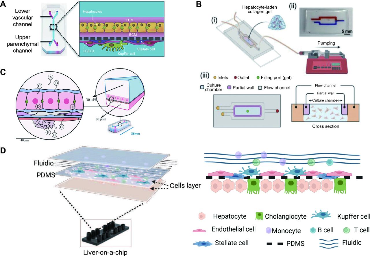 glutathione in organ perfusion cryopreservation Expanding the cryoprotectant toolbox biomedicine by multifunctional antifreeze peptides Cryopreservation of biological materials: applications